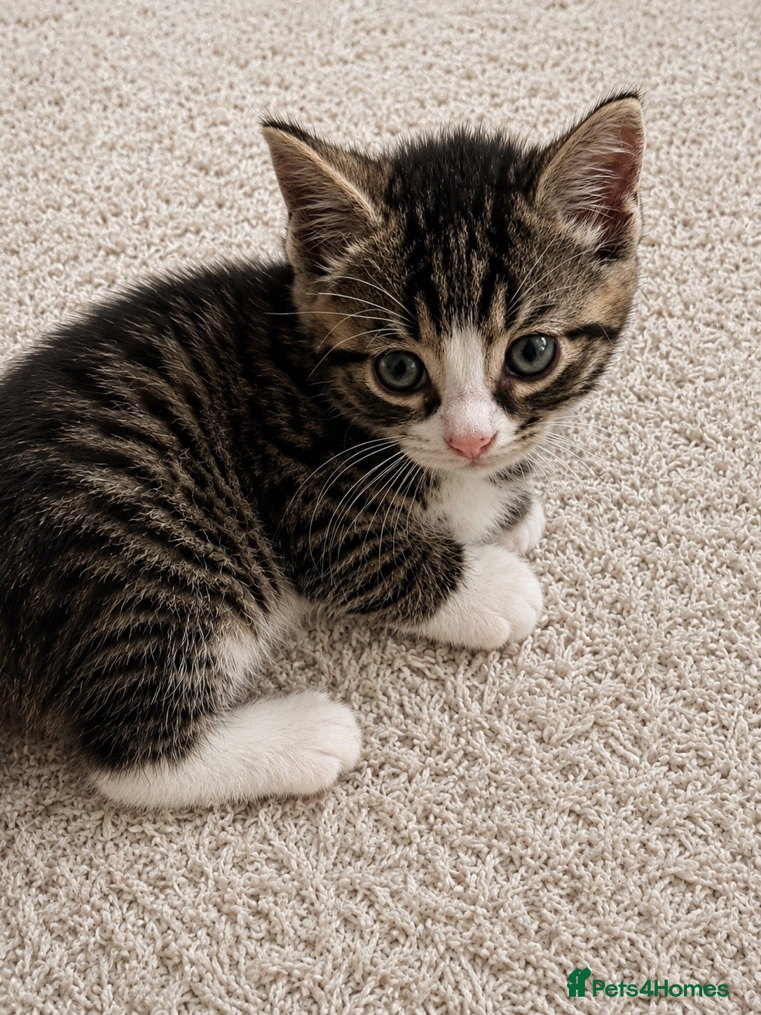 Mixed Breed cats 2 beautiful male Tabbies. Ready September 7th - Advert 7