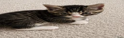 Mixed Breed cats for sale: 2 beautiful male Tabbies. Ready September 7th - Advert 1