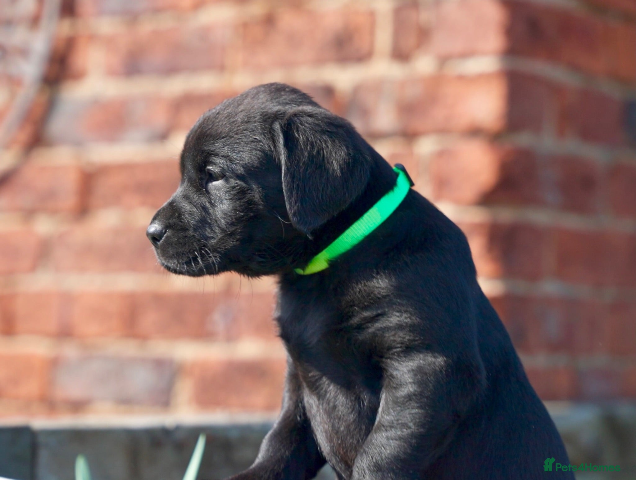 Labrador Retriever dogs Strong, KC reg pups from working parents - Advert 1