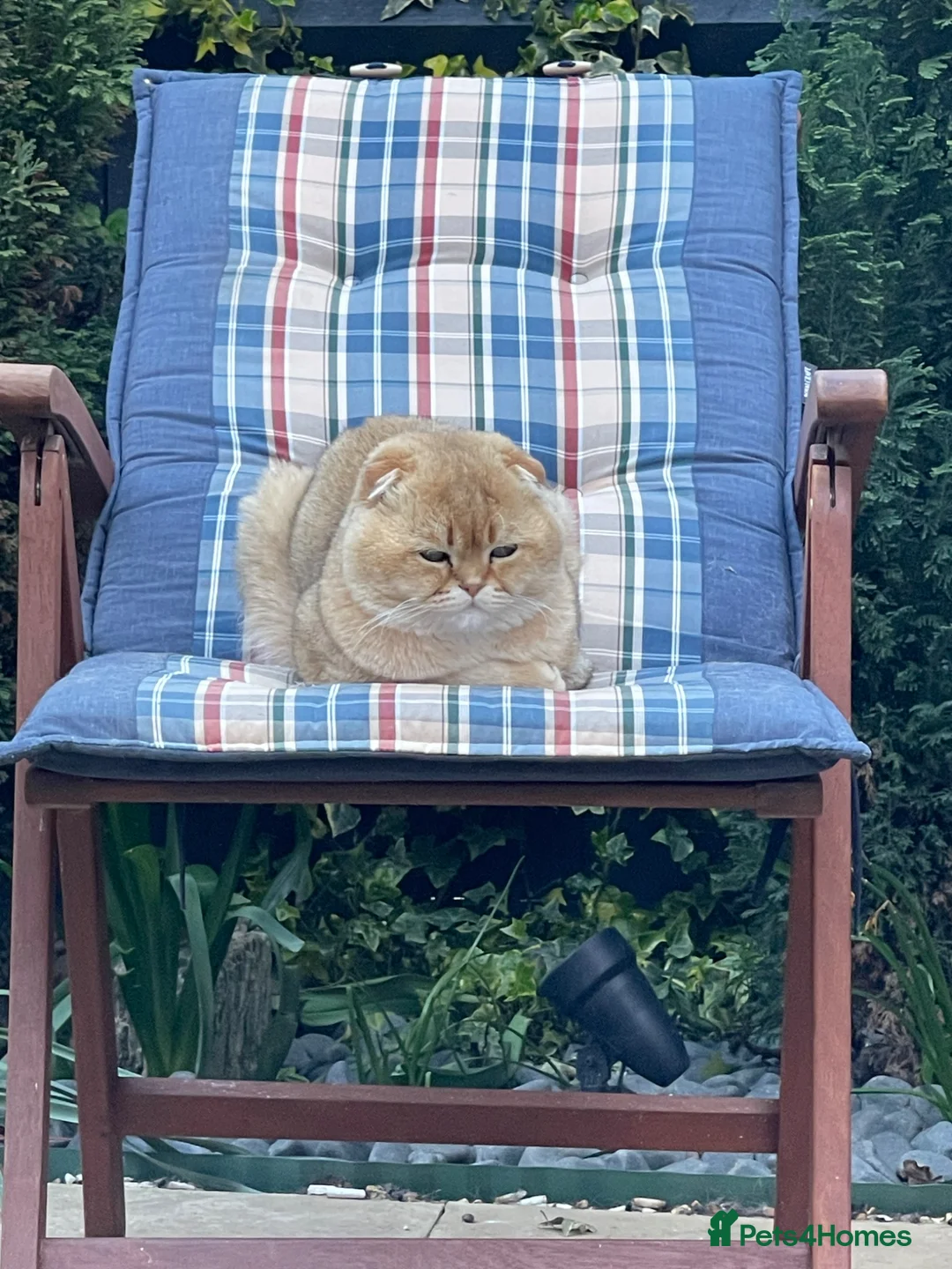 Scottish Fold cats for stud: NY12 CHOCO GOLDEN  SCOTTISH FOLD MALE FOR STUD - Advert 2