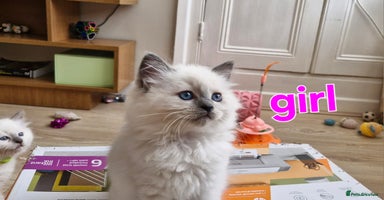 Ragdoll cats - Advert 6