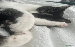 Domestic Shorthair cats for sale: Poppy - Image 2