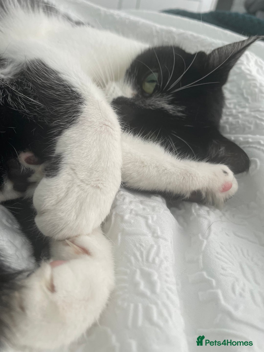 Domestic Shorthair cats for sale: Poppy - Image 2