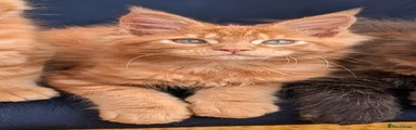 Maine Coon Kitten 1