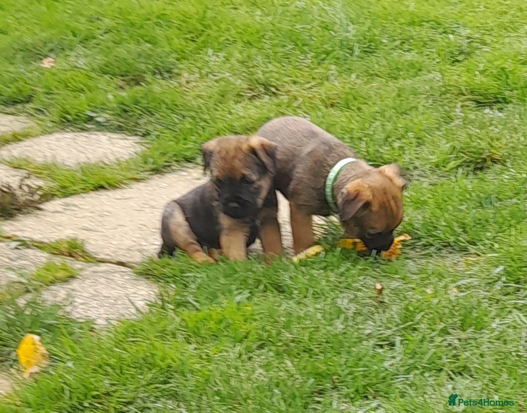Border Terrier dogs for sale: 2 border terrier girls - Image 4