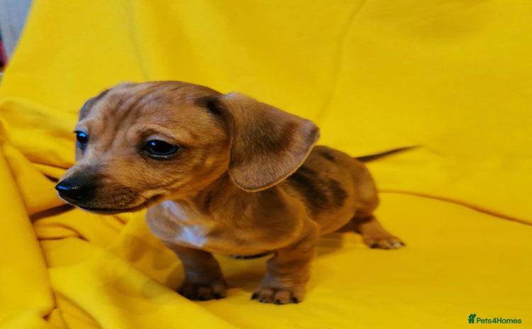 Dachshund dogs Unusual colour beautiful miniature dachshound pups - Advert 10