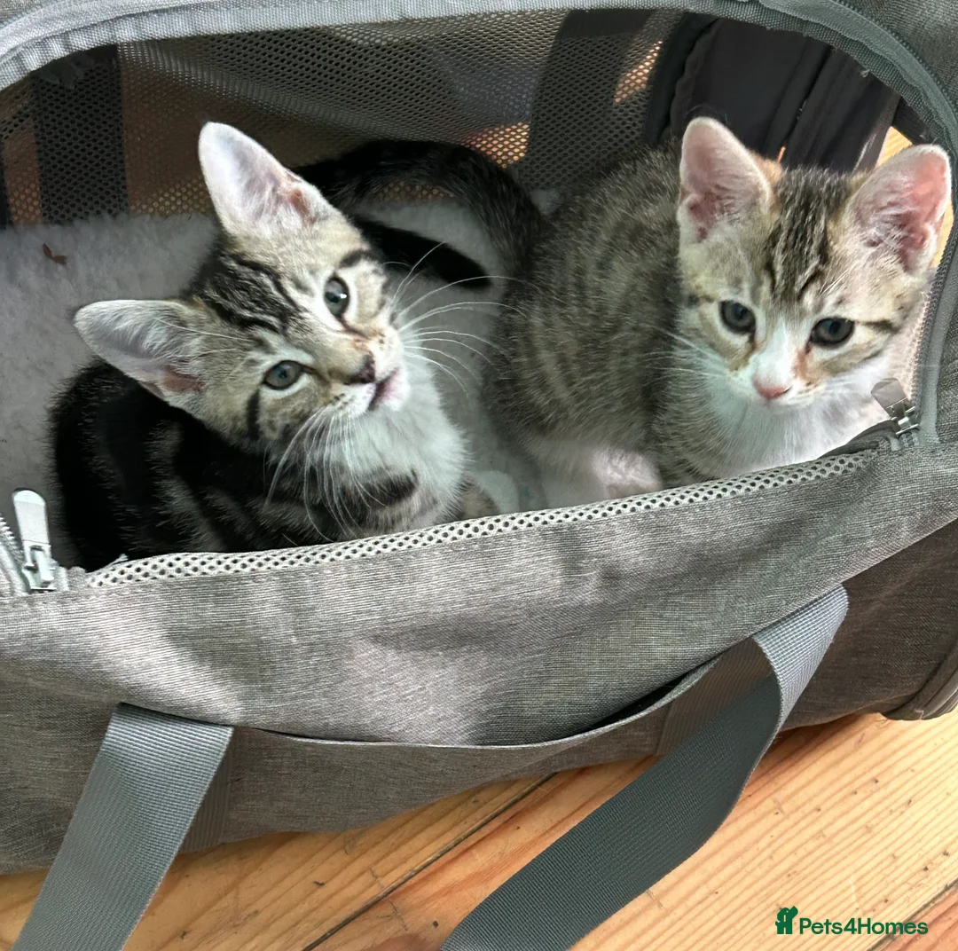 British Shorthair cats for sale: Kittens for sale  in Wellingborough - Advert 1