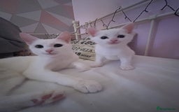 Domestic Shorthair cats for sale: Mother and kitten  - Image 2