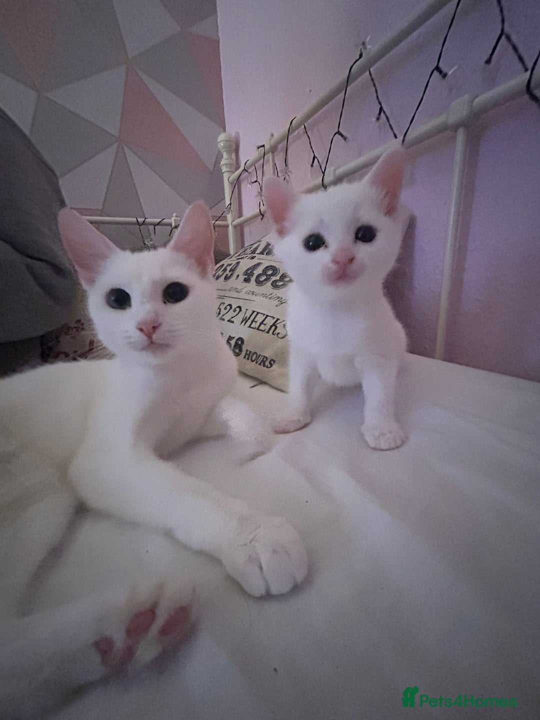 Domestic Shorthair cats for sale: Mother and kitten  - Image 2