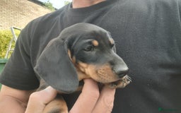 Miniature Dachshund dogs for sale: 14 weeks old 2 girls 2 boys miniature dachshunds - Image 8