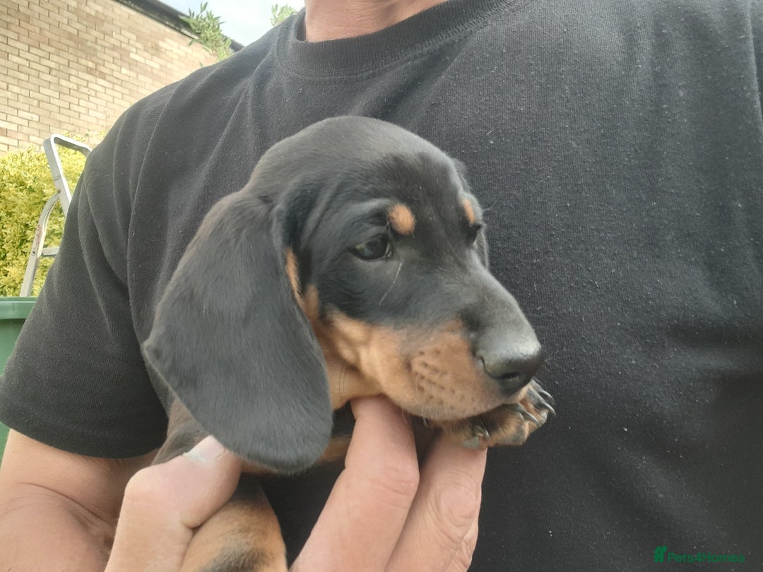 Miniature Dachshund dogs for sale: 14 weeks old 2 girls 2 boys miniature dachshunds - Image 8