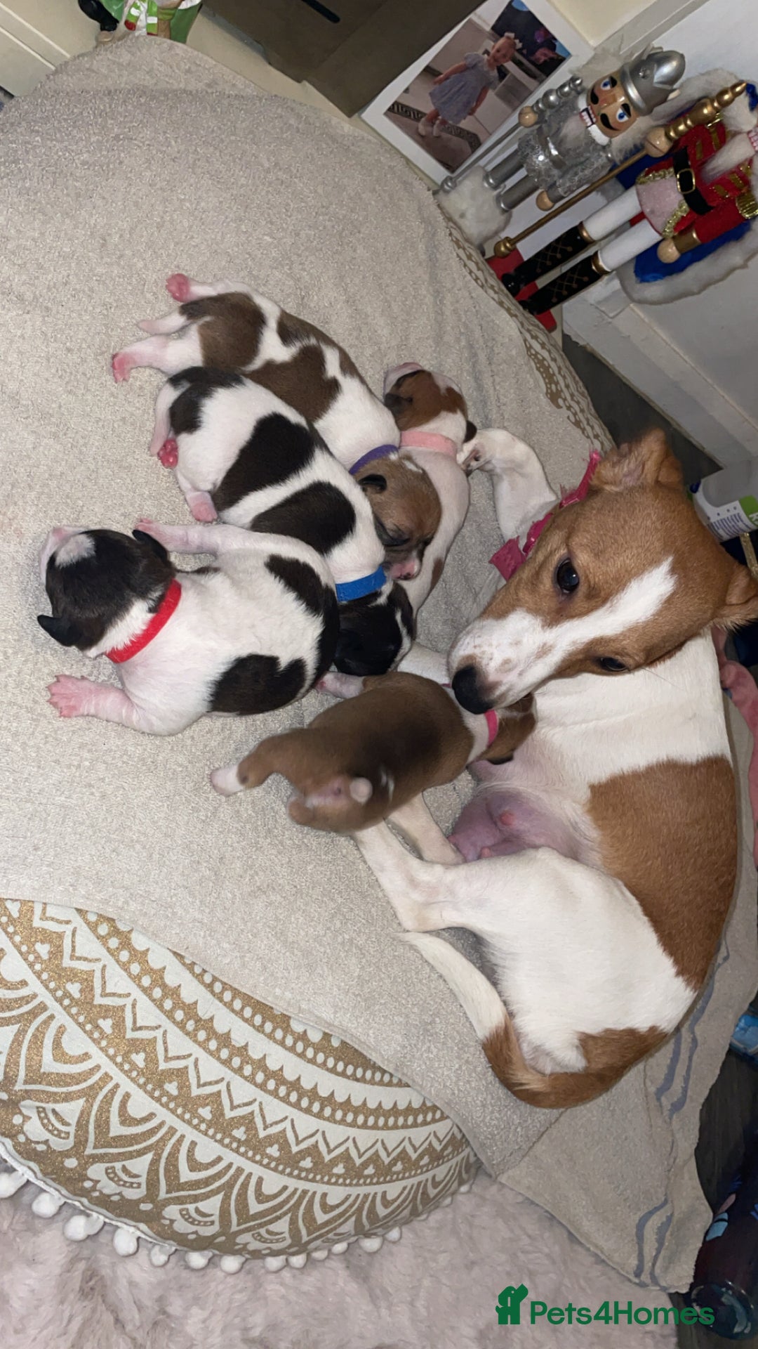 Jack Russell dogs for sale: Jack Russell Terriors  - Advert 14