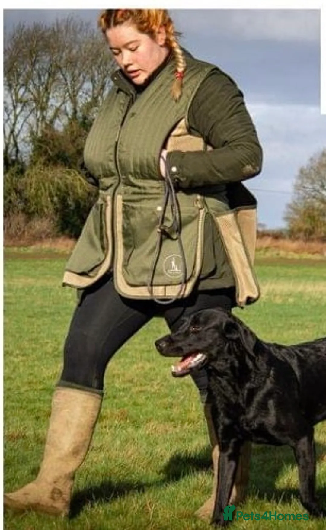 Labrador Retriever dogs for stud: FTCH sired superb lines absolute gent  in Droitwich - Advert 9