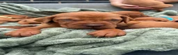 Hungarian Vizsla dogs for sale: 🐶Adorable KC Vizsla Puppies heart 💗🩵 in Machynlleth - Advert 2