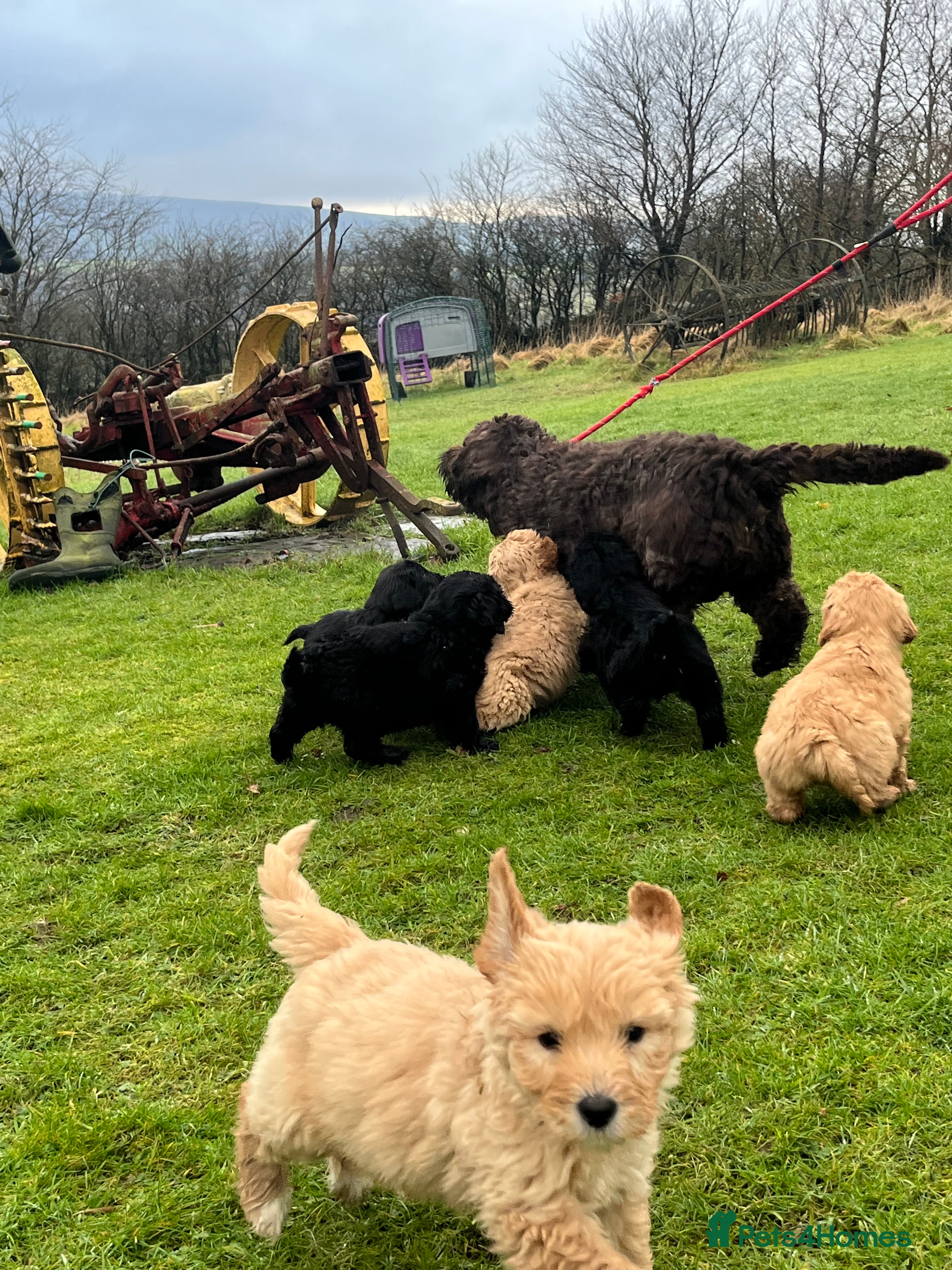 Labradoodle dogs Beautiful healthy Labradoodle Puppied - Advert 2