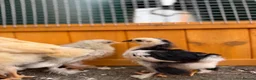 Chickens poultry for sale: Pekin bantams - Advert 22