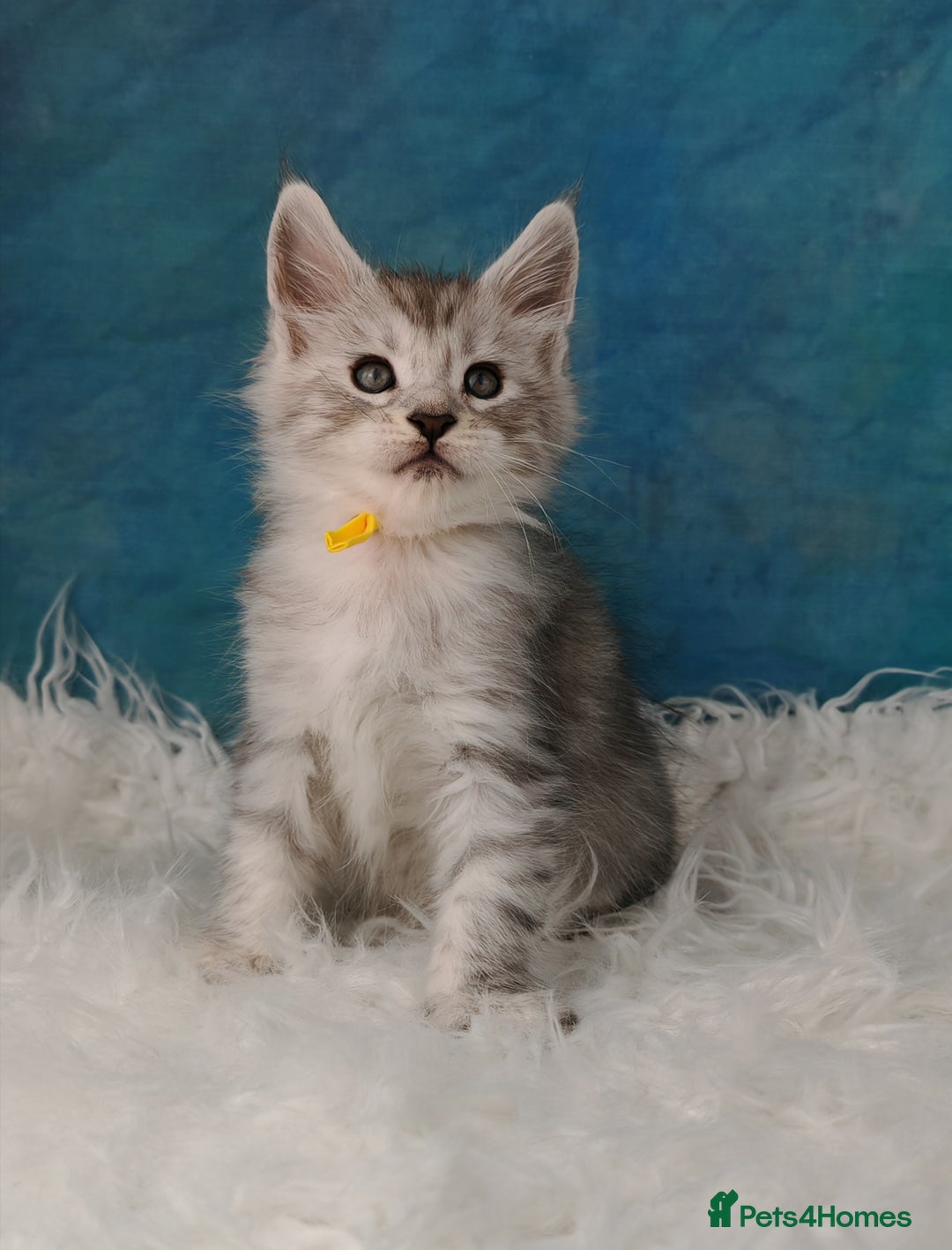 Maine Coon cats for sale: Shaded line Maine Coon kittens - Advert 12