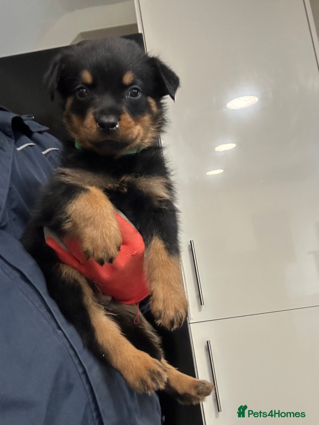Rottweiler dogs for sale: Rottweiler puppies For sale  - Image 7
