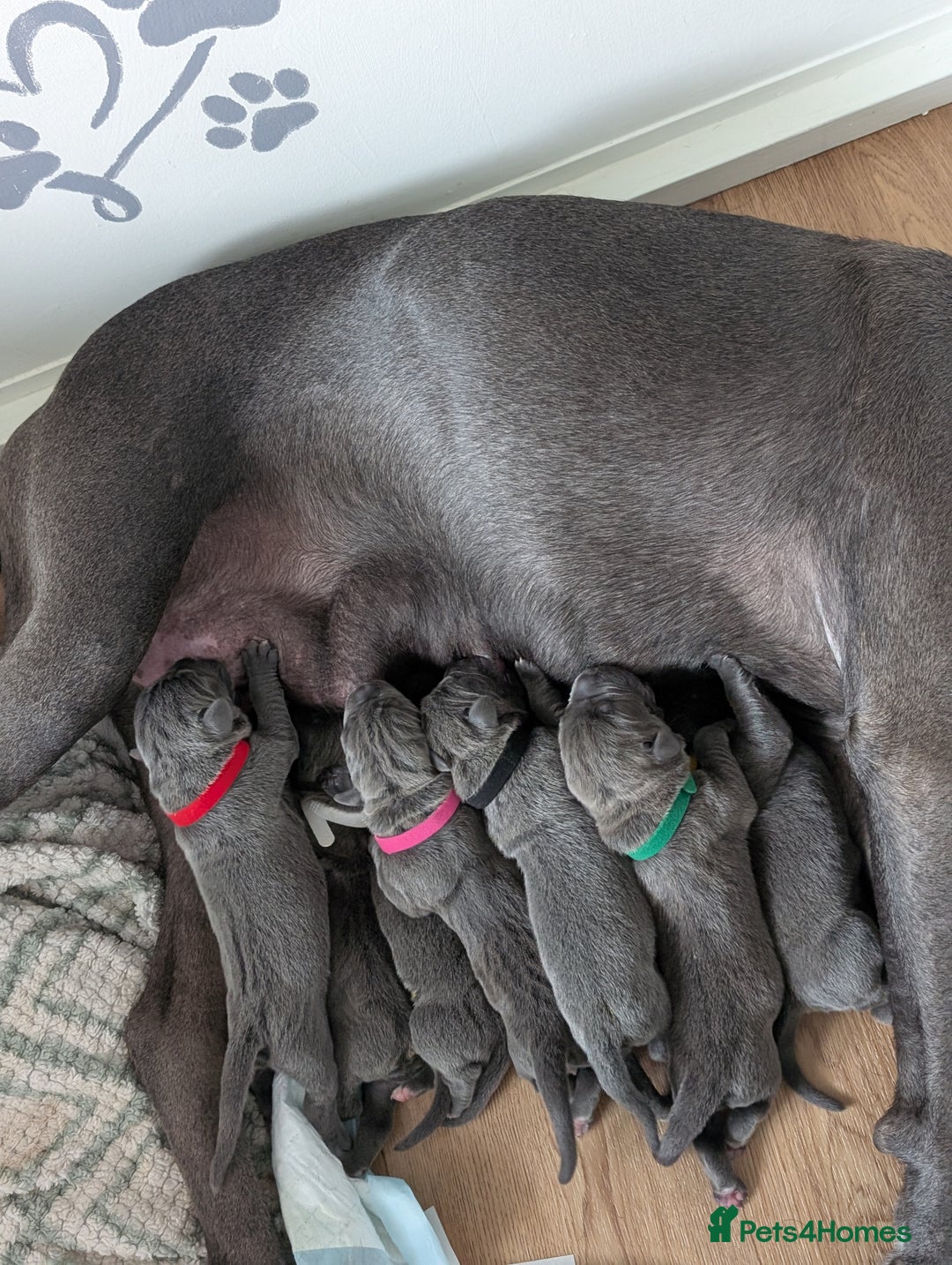 Cane Corso dogs for sale: European cane corsos  - Image 14