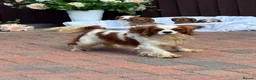 Cavapoo dogs for sale: Beautiful cavapoos  - Advert 9