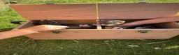 Ferret rodents for sale: Ferret kits  - Advert 3