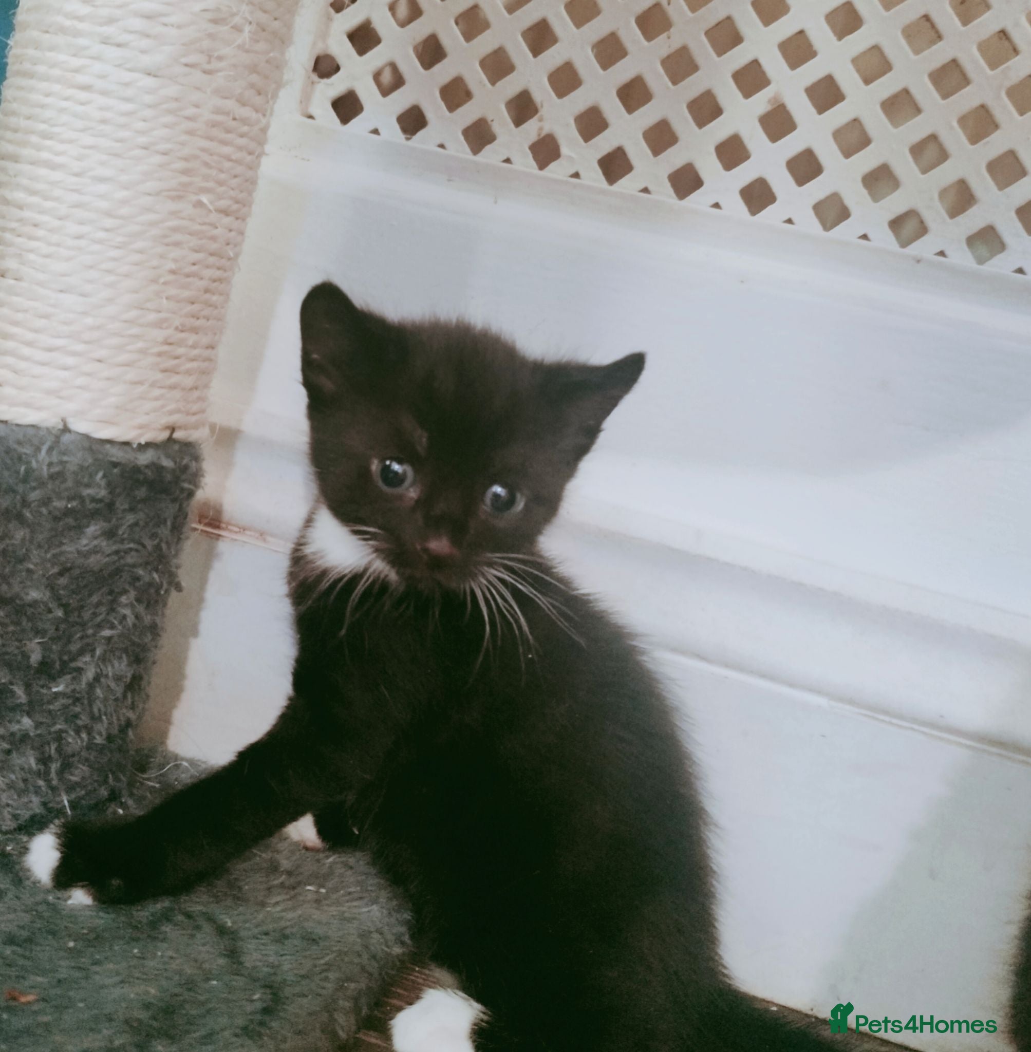 Domestic Shorthair cats Kittens for sale  - Advert 2