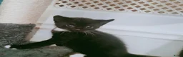 Domestic Shorthair cats for sale: Kittens for sale  in Belvedere - Advert 1