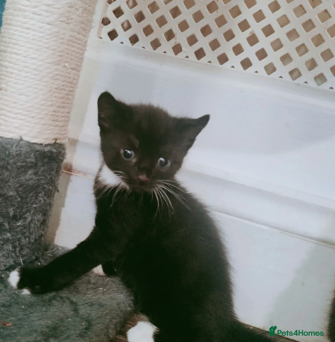 Domestic Shorthair cats for sale: Kittens for sale  in Belvedere - Advert 1