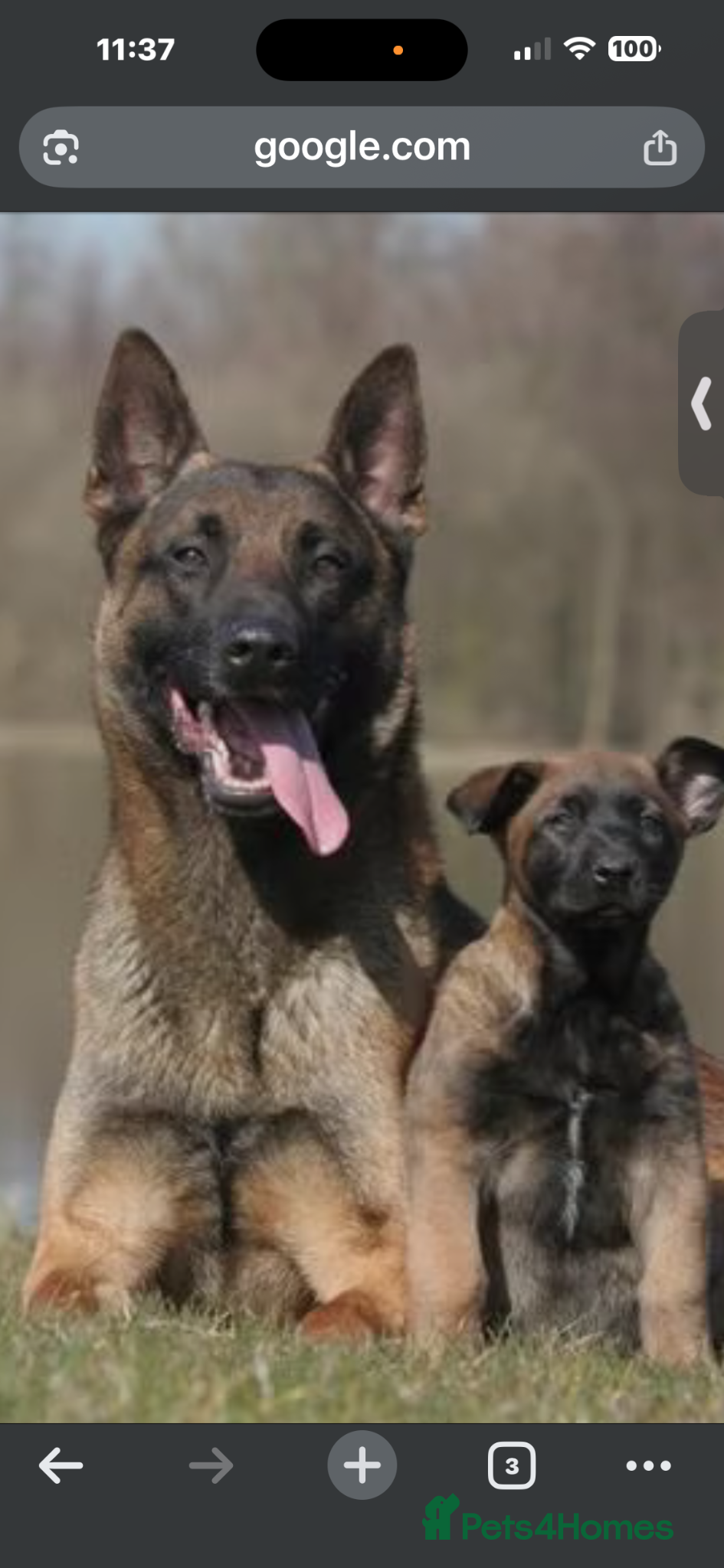 Belgian Shepherd Dog dogs Belgian Mali  - Advert 1