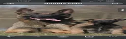 Belgian Shepherd Dog dogs for sale: Belgian Mali  - Advert 1