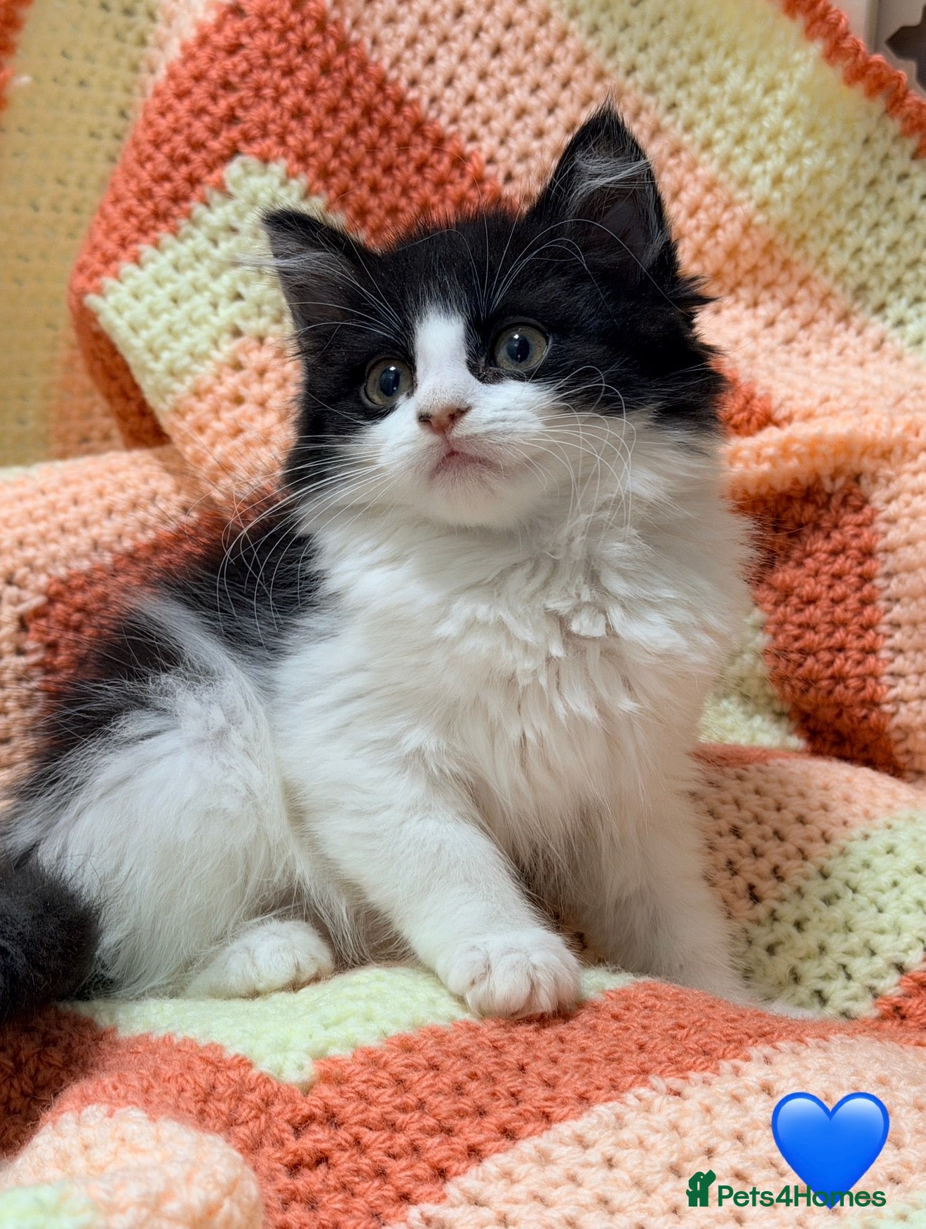 Mixed Breed cats 💖 MAINE COON X RAGDOLL *PARENTS HEALTH TESTED* 💖 - Advert 2