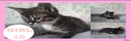 Mixed Breed cats for sale: Calico kittens for sale - Advert 6