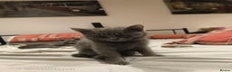 British Shorthair cats for sale: 3 beautiful little British short hair kittens   - Advert 9
