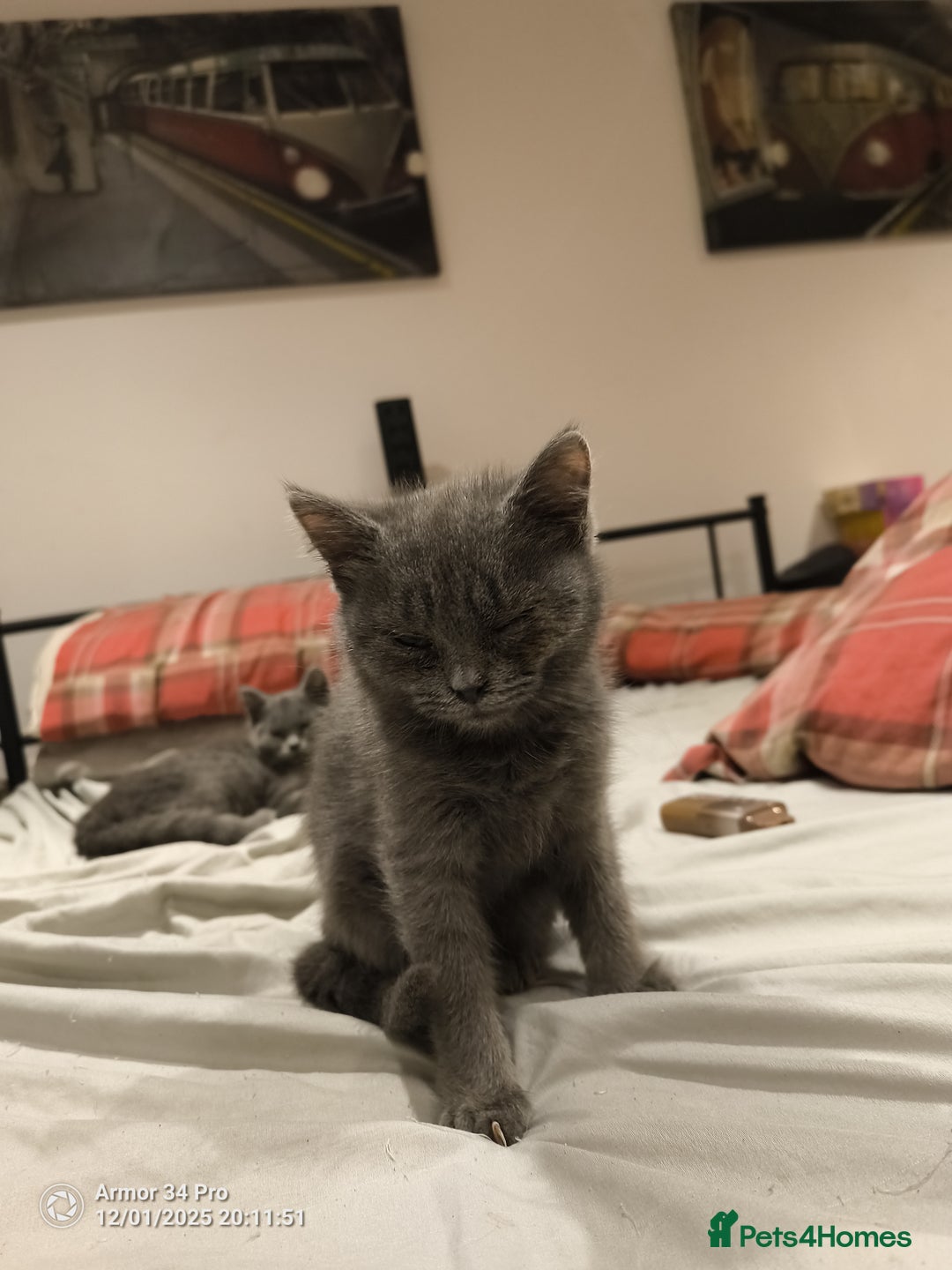 British Shorthair cats for sale: 3 beautiful little British short hair kittens   - Advert 9