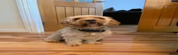 Cavapoo dogs for sale: F1 Cavapoo, 2 year old - Loving Home Needed in Norwich - Advert 1