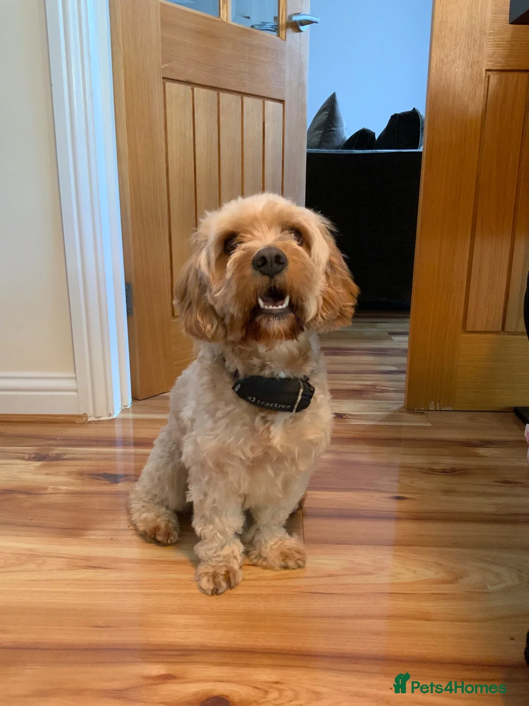 Cavapoo dogs for sale: F1 Cavapoo, 2 year old - Loving Home Needed in Norwich - Advert 1