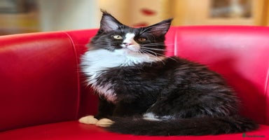 Maine Coon cats - Advert 6