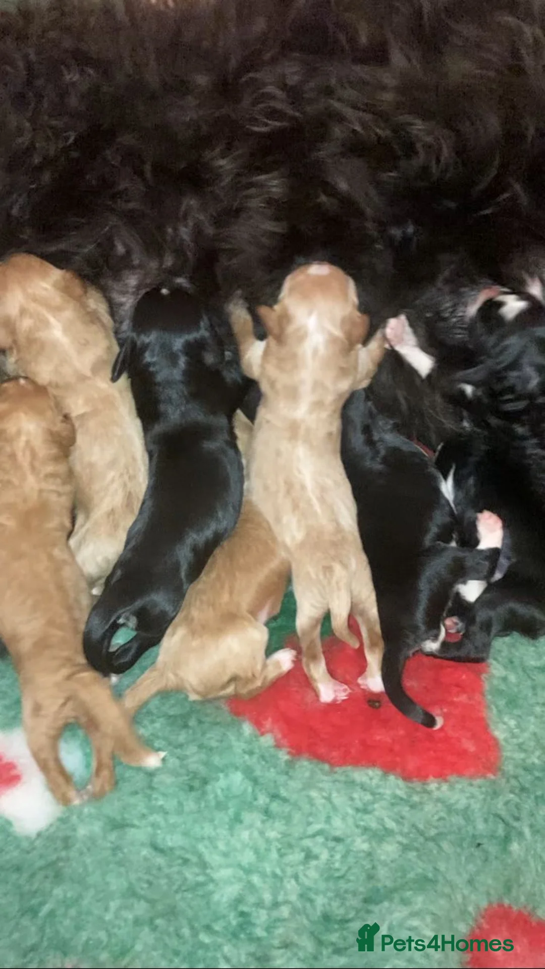 Bernedoodle dogs for sale: Beautiful Bernedoodles Puppies  - Advert 12