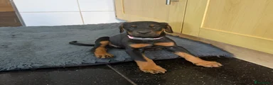 Dobermann Puppy 3 pink collar