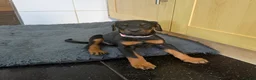Dobermann dogs for sale: Beautiful Dobermann puppies for sale - Advert 24