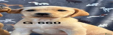 Labrador Retriever 9