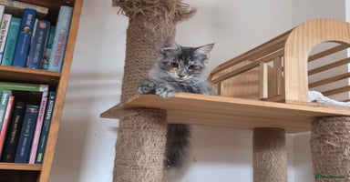 Maine Coon cats - Advert 8