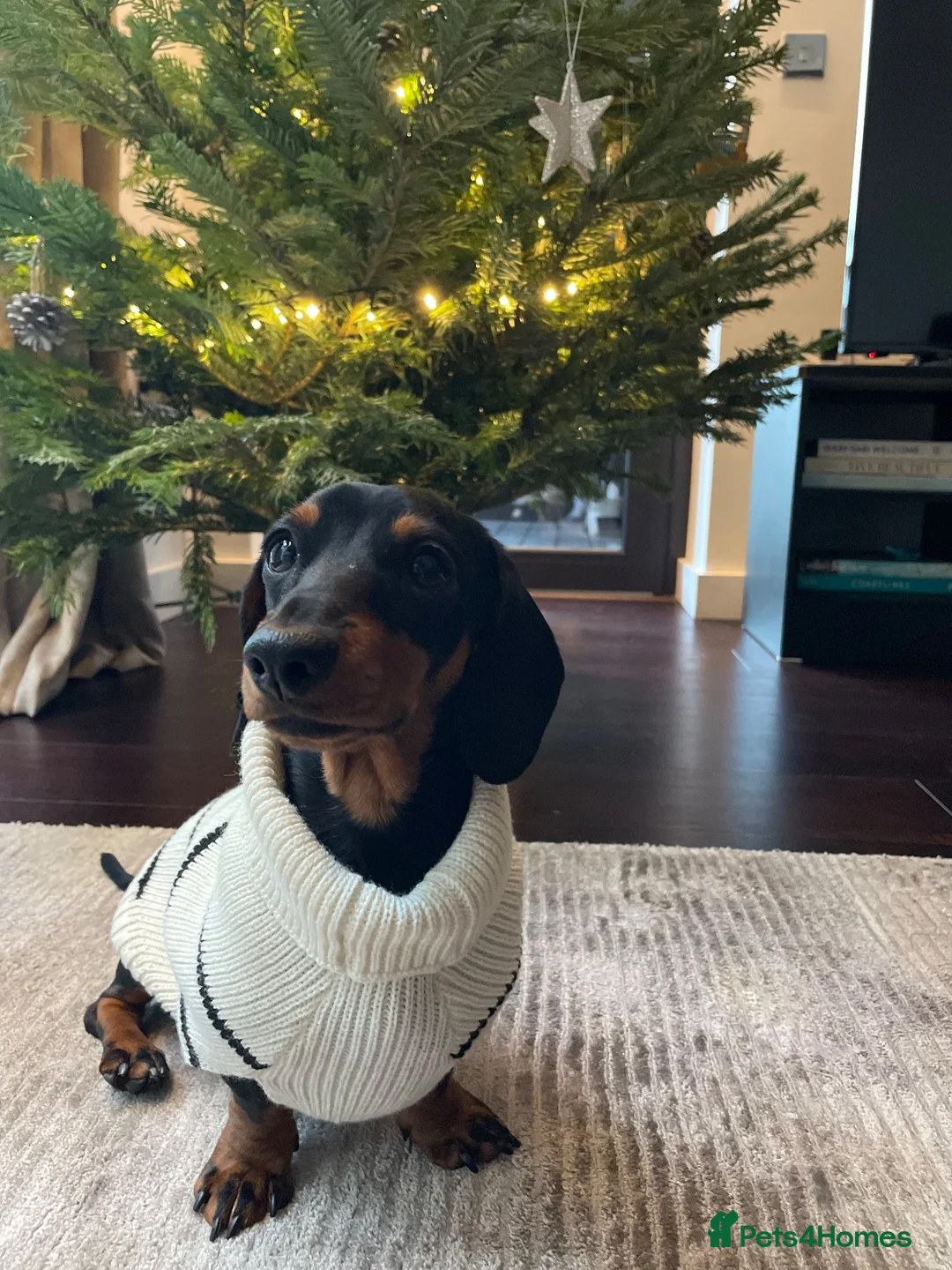 Miniature Dachshund dogs for stud: Henry  - Advert 2
