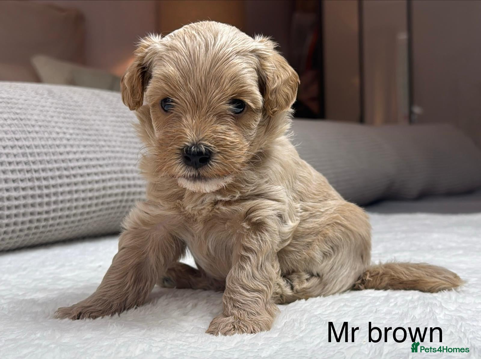 Maltipoo dogs SEE ALL OUR PUPPIES ON INSTA. OAKWELL RETRIEVERS  - Advert 2