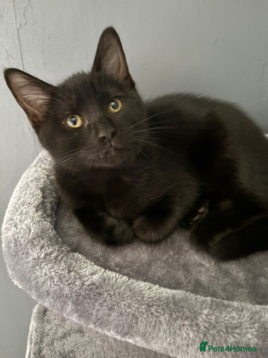 Domestic Shorthair cats for sale: Male Kitten FREE - Image 1