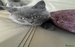 British Shorthair cats for sale: British shorthair kittens - Image 7