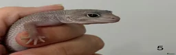 Leopard Gecko reptiles for sale: Baby leopard geckos £40 to £60 - Advert 10