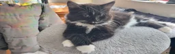 Turkish Angora cats for sale: Adorable Kittens Looking for Loving Homes - Advert 29
