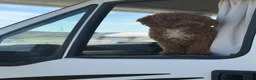 Maltipoo dogs for stud: Stunning Proven F1 Maltipoo for Stud  - Advert 9