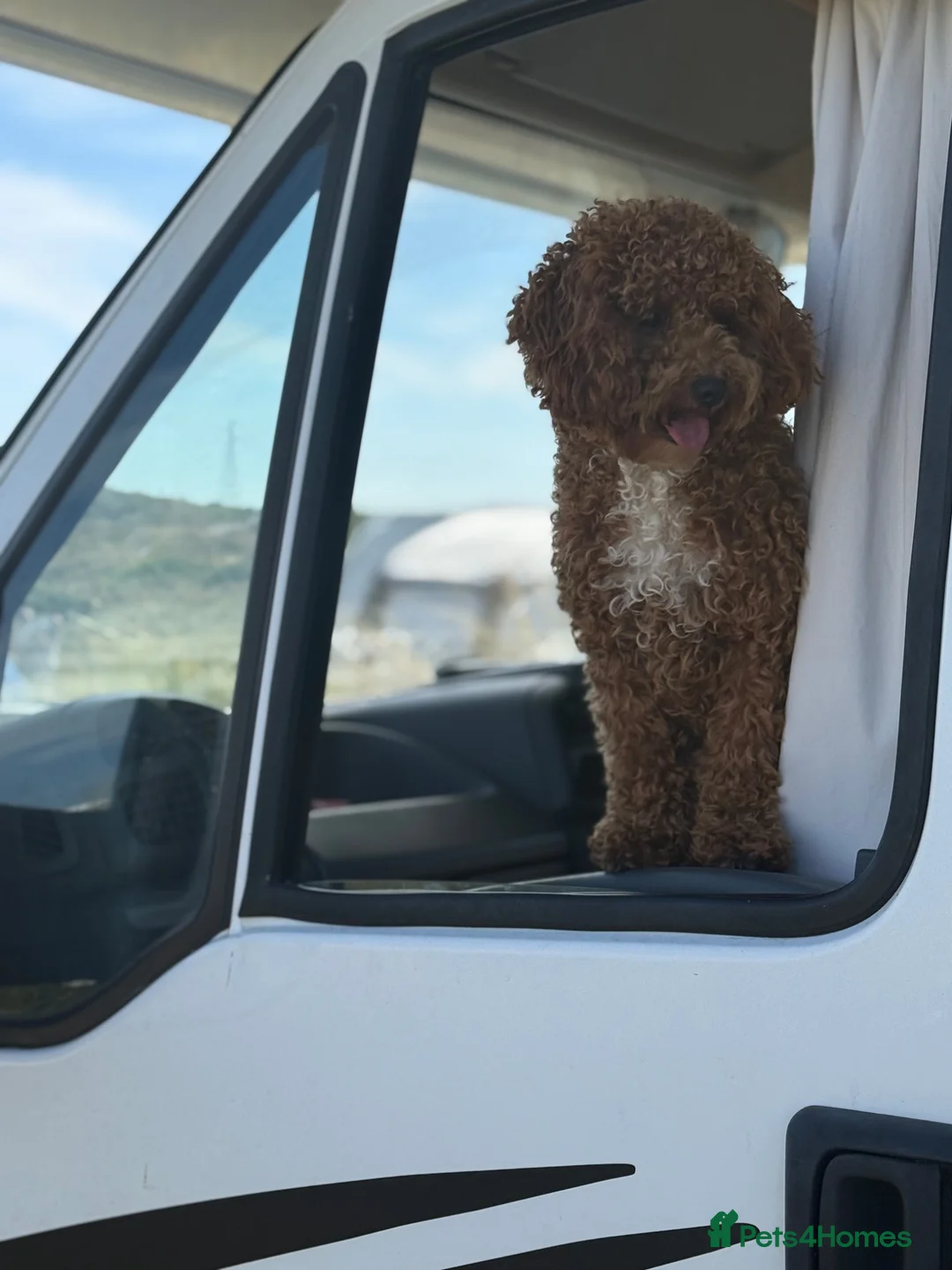 Maltipoo dogs for stud: Stunning Proven F1 Maltipoo for Stud  - Advert 9